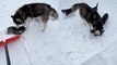 'Cute and naughty Husky puppies 'help' owner with shoveling snow '