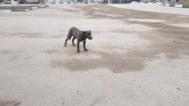 Yasaklı ırk pitbull cinsi yavru köpek sokağa terk edildi
