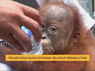Pelancong Rusia ditahan seludup orang utan