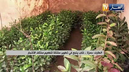 الطارف: حمزة.. شاب ينجح في تطوير مشتلة لتطعيم مختلف الأشجار