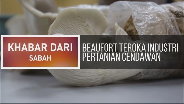 Khabar Dari Sabah: Beaufort teroka industri pertanian cendawan