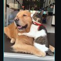 cat and dog friendship , funny videos, follow me for more interesting video