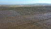 BALIKESİR - Gönen ve Manyas ovalarındaki çeltik tarlalarına "bereket" yağdı