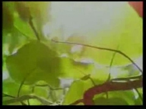 Selahaddin Kocaaslan - Günler Bahari Beklerken