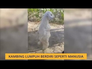 #Bualan 19 Mac: Kambing lumpuh berdiri seperti manusia