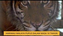 Teh Tarik AWANI 19 Mac: Harimau Malaya pupus dalam masa 10 tahun
