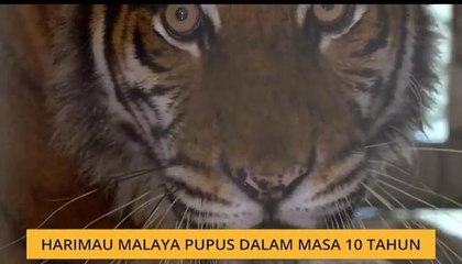 Teh Tarik AWANI 19 Mac: Harimau Malaya pupus dalam masa 10 tahun