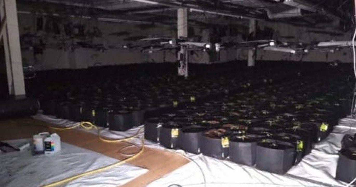 Des chiens renifleurs ont découvert par hasard une ferme de cannabis alors qu'ils assistaient à un atelier pour enfants