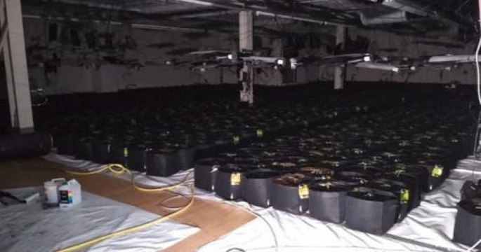 Des chiens renifleurs ont découvert par hasard une ferme de cannabis alors qu'ils assistaient à un atelier pour enfants