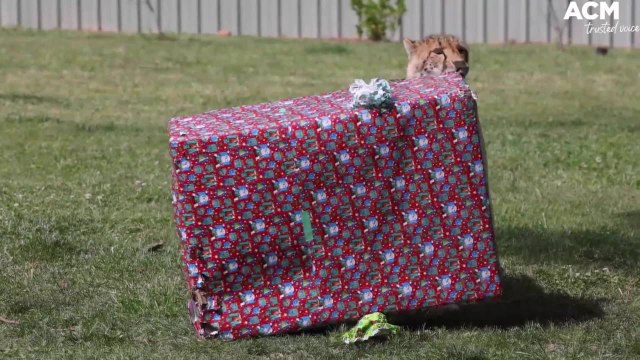 Santa Paws: Zoo animals open Christmas presents at National Zoo and Aquarium, Canberra | December 24, 2021 | Canberra Times