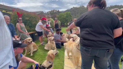 Golden retriever meeting - December 2021 - The Canberra Times