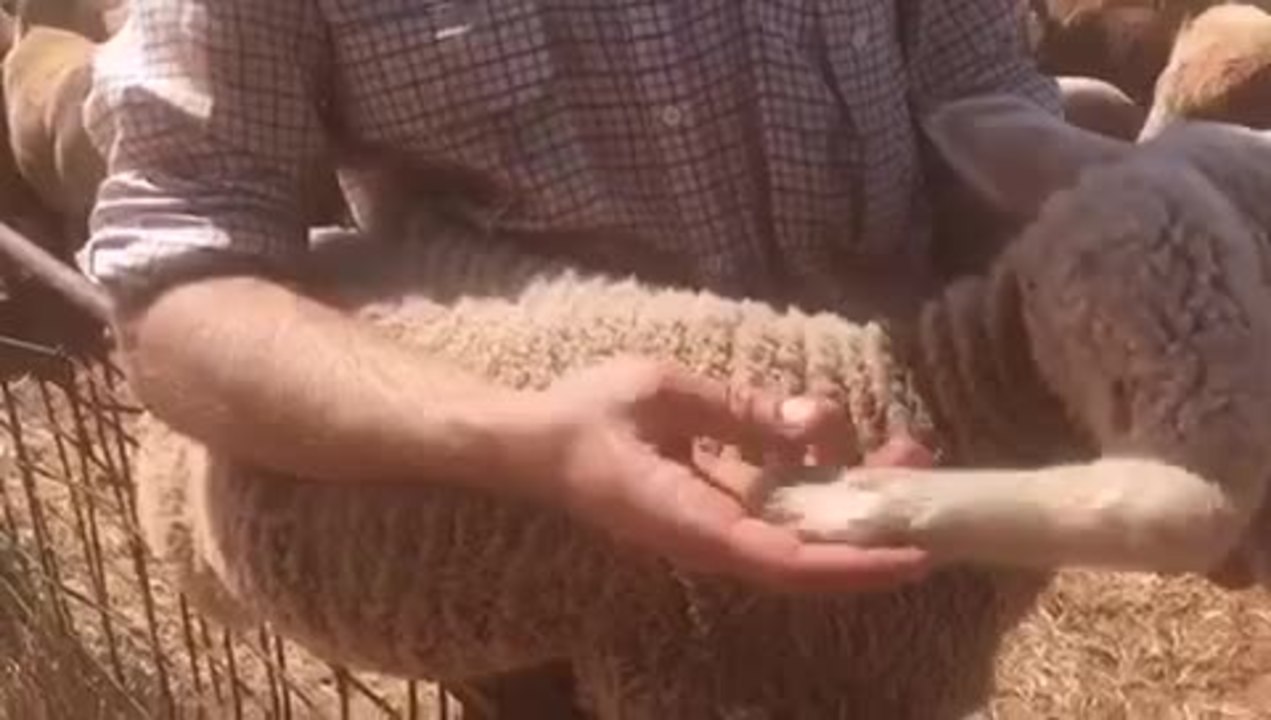 FIVE-LEGGED LAMB - 19/10/2021 - PORT LINCOLN TIMES