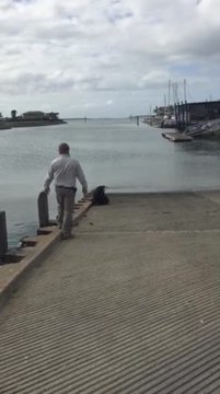 Long-nosed fur seal attempted rescue