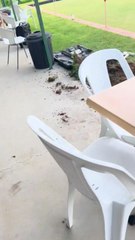 The Border Mail - January 2022 - Jack Russell rescued