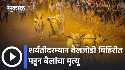 कोरेगाव : शर्यतीदरम्यान बैलजोडी विहिरीत पडून बैलांचा मृत्यू