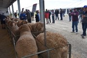 East Bungaree sells ram at $12,000