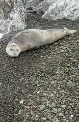 AKDENİZ FOKU, HATAY'DA CEP TELEFONUYLA GÖRÜNTÜLENDİ