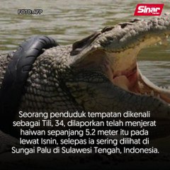 'Penyeksaan' buaya berakhir!