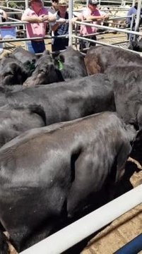 010219 Strathalbyn Blackwood Park steers