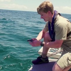 Lucky the green sea turtle returned home by Water Police and Wildlife Warriors