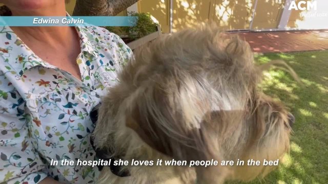 Tilly the dog goes to work in the palliative care wards | December 2021 | The Examiner