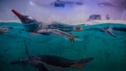 Le One Ocean Summit débute à Brest