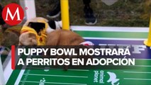 Puppy Bowl, el 'Súper Tazón' que busca crear conciencia sobre la adopción de mascotas
