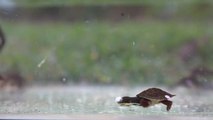 Manning River turtle eggs hatching