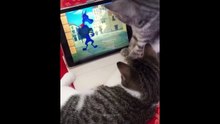 Funny cat videos