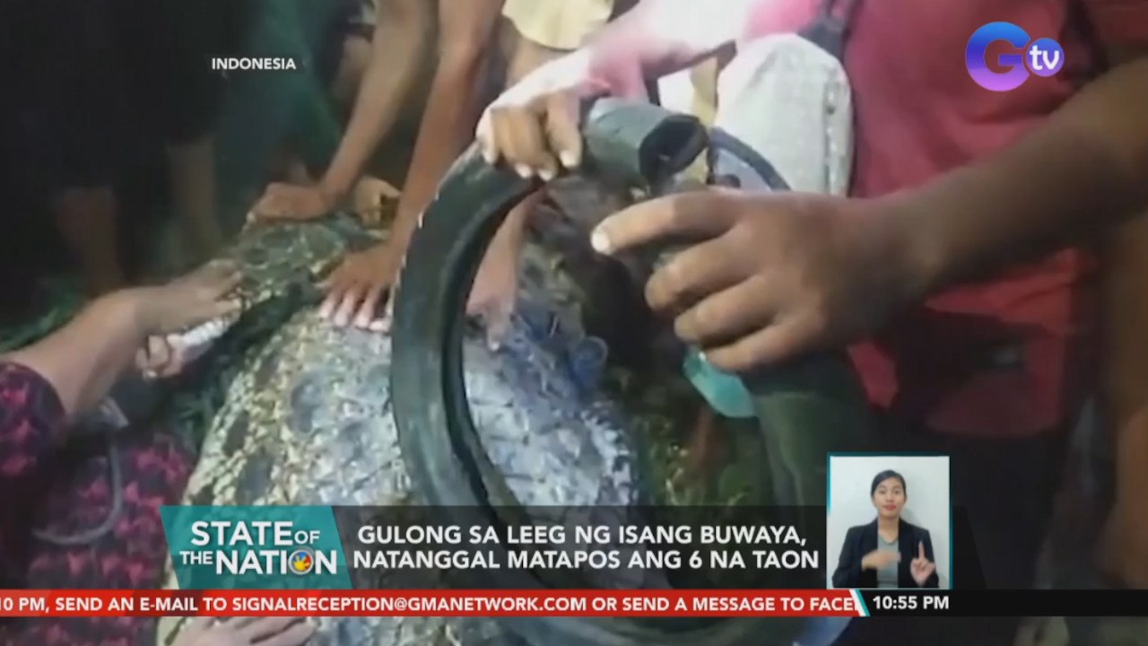 Gulong sa Leeg ng isang Buwaya, natanggal matapos ang 6 na taon | SONA