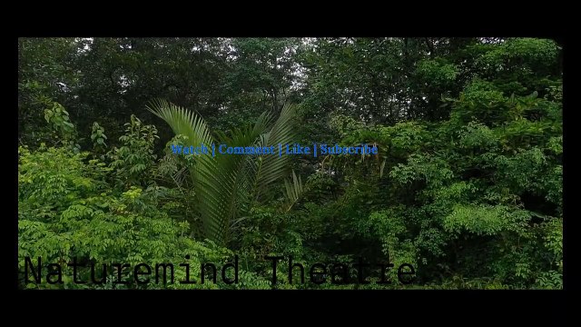 Mood Improving Soothing Rain Sounds In The Forest | Relax And Sleep Better With This Nature Sounds