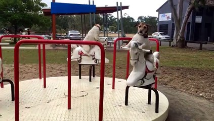 Jack Russell Dogs Enjoy Merry-Go-Round