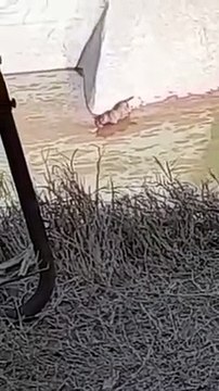 खेत में नजर आया संदिग्ध वन्य जीव, ग्रामीणों ने किया गांव में फोन... देखें Video