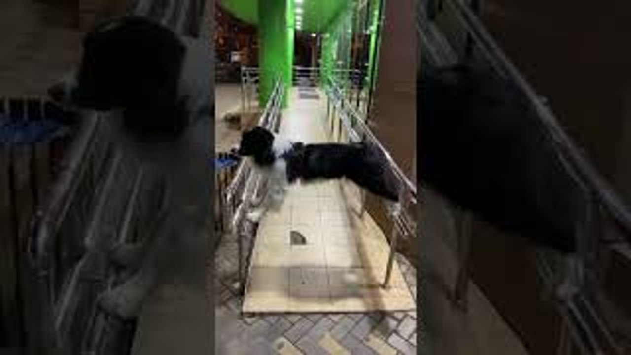 Dog Blocks Ramp Access