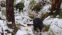 Tasmanian devils in the snow