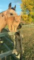 Cuddling Cats Hang Out with Horse