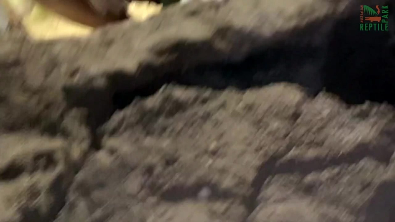 Komodo dragon eggs laid at Australian Reptile Park | November 18 2021 | Newcastle Herald