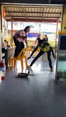 Monitor Lizard Traps Woman on Chairs