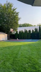 Ball Loving Pup Ponders Stuck Basketball