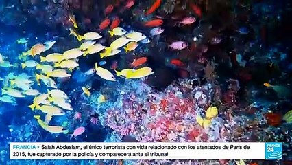 El panorama de los océanos en cifras de cara a la apertura de la One Ocean Summit