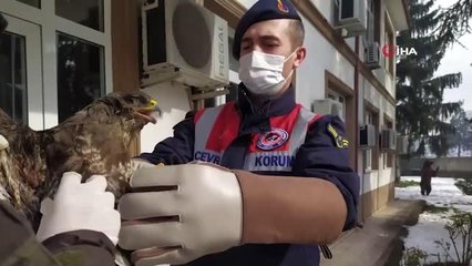Jandarma personelleri, doğada yaralı buldukları hayvanları koruma altına alıyor