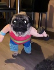 Weightlifting Pug Costume