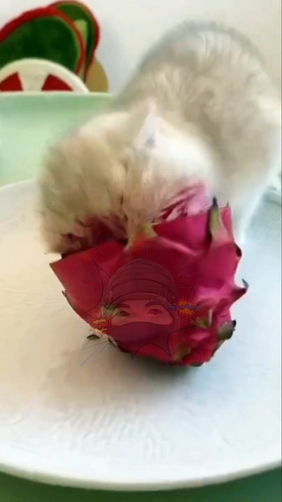 Anak Kucing Ini Doyan Buah Naga