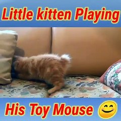 Little kitten playing his toy