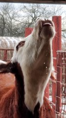Cow Drinks Water Close Up