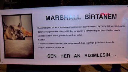 İSTANBUL-BAKIRKÖY'DE ELEKTRİK AKIMINA KAPILARAK ÖLEN KÖPEK, OLAYIN YAŞANDIĞI YERDE ANILDI
