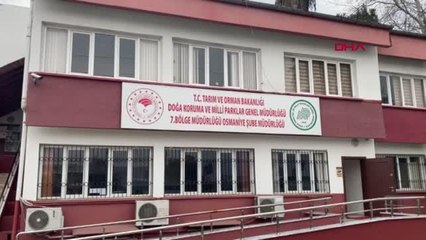 KANATLARINDAN YARALI 2 KIZIL ŞAHİN TEDAVİYE ALINDI
