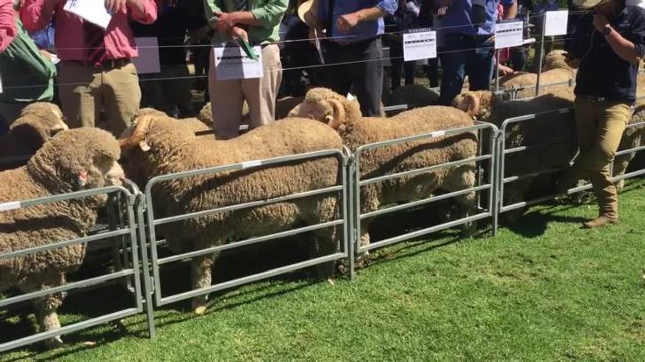 Bidding on first Wanganella ram