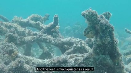 Sounds of the past give new hope for coral reef restoration