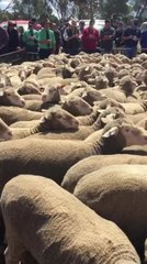 Ridgway Props top price ewes at Lameroo